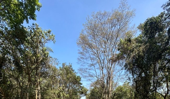 Pr-lanamento do Vitta Fazendinha  Granja Viana.